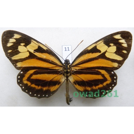 Lycorea ceres Cramer, 1776 Brazil 90mm11